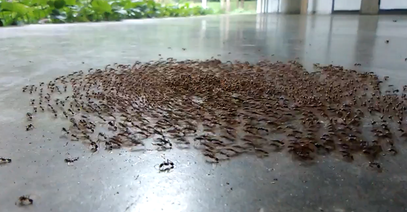 Ants caught in circular trap