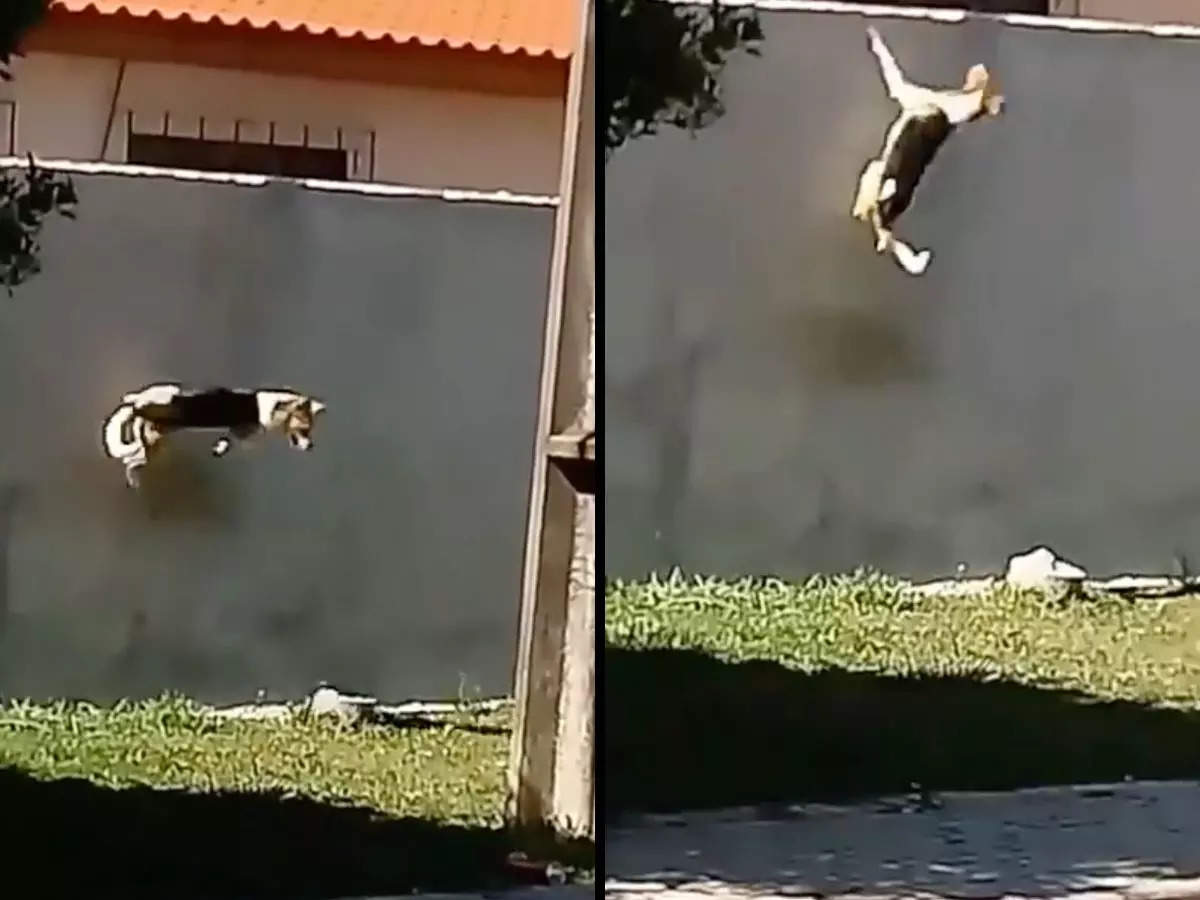Viral Video Dog climbing a wall several times higher than himself in 7th attempt is Monday's inspiration