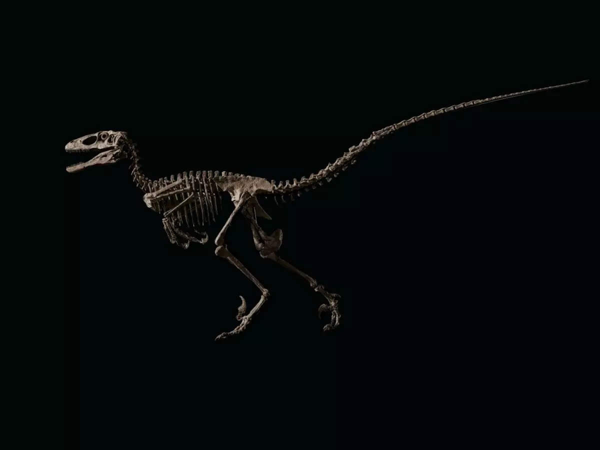 Skeleton of Hector, the dinosaur that inspired 'Jurassic Park' | Image courtesy: christies.com