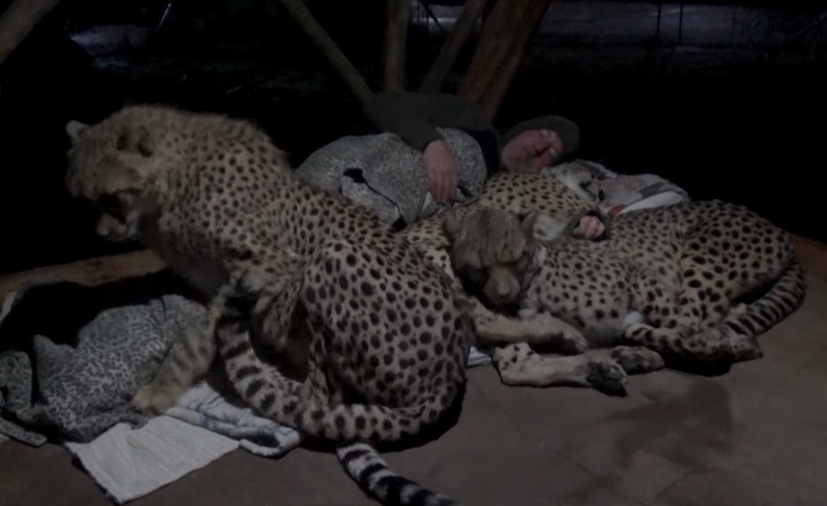 Viral video: Man takes a nap with a small coalition of cheetahs to  understand their sleep behaviour [WATCH]