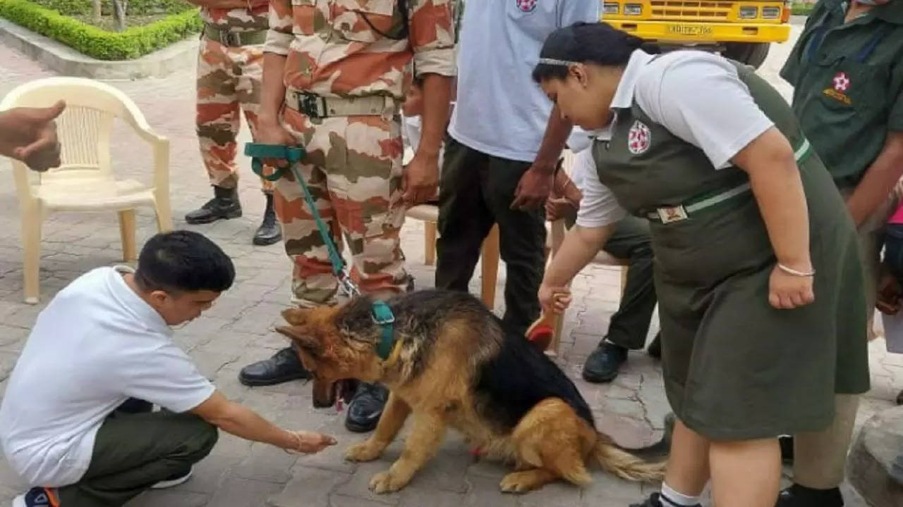 ITBP deploys veteran canines as therapy dogs