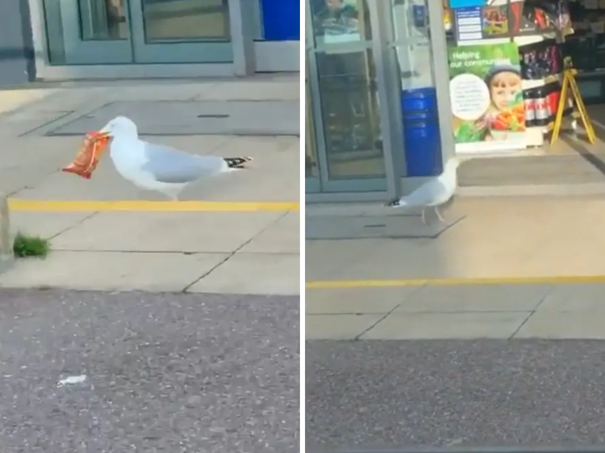 Out of control seagull raids supermarket
