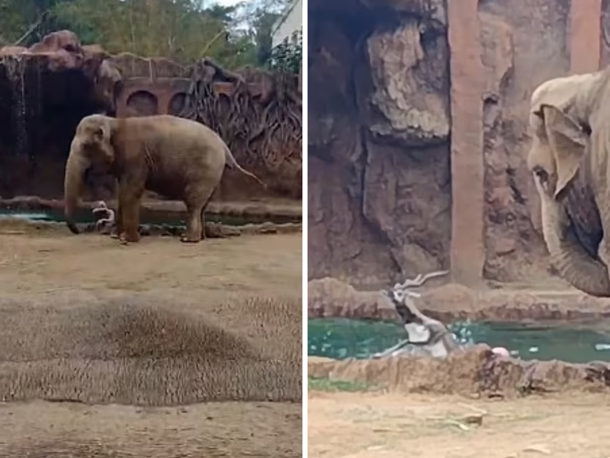Elephant alerts zookeeper to a drowning antelope