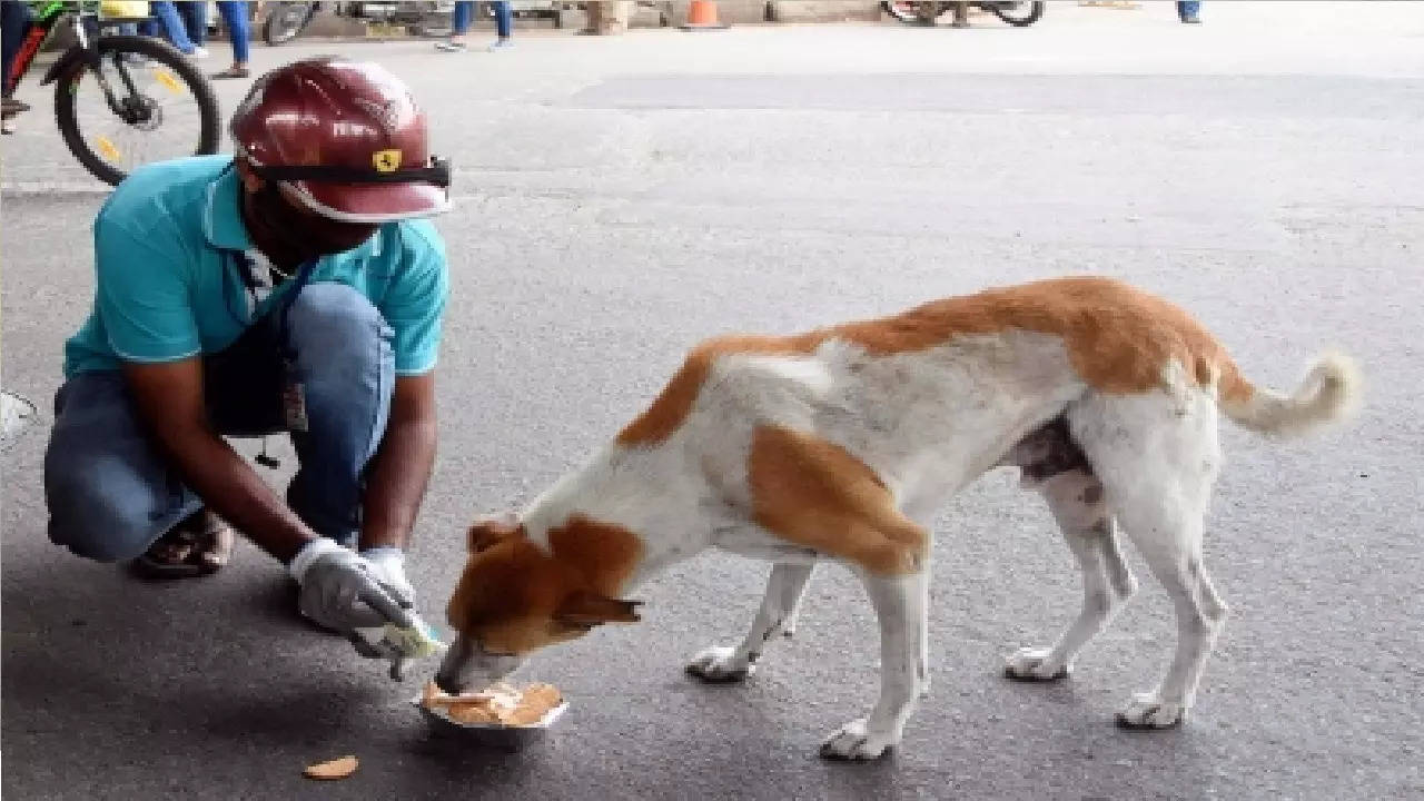 Supreme Court vacates stay on Delhi HC order holding stray, street dogs  have right to food