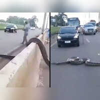 Viral video Gigantic anaconda crossing a road stops traffic