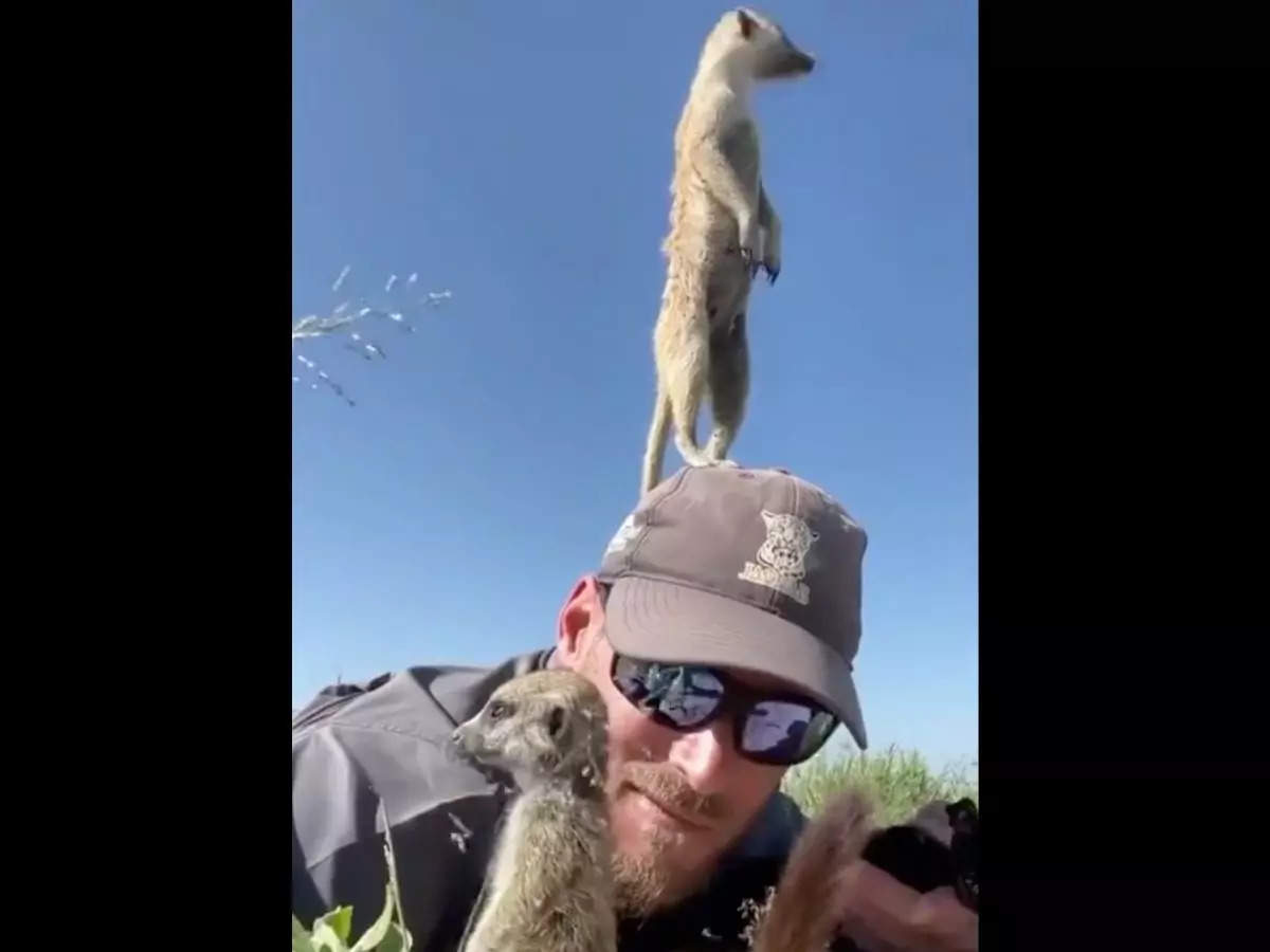 Hold On To Your Meerkats Meerkats Climb Onto Wildlife Photographers' Heads To Use As Lookouts - Watch