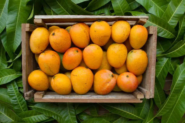 bihar mangoes