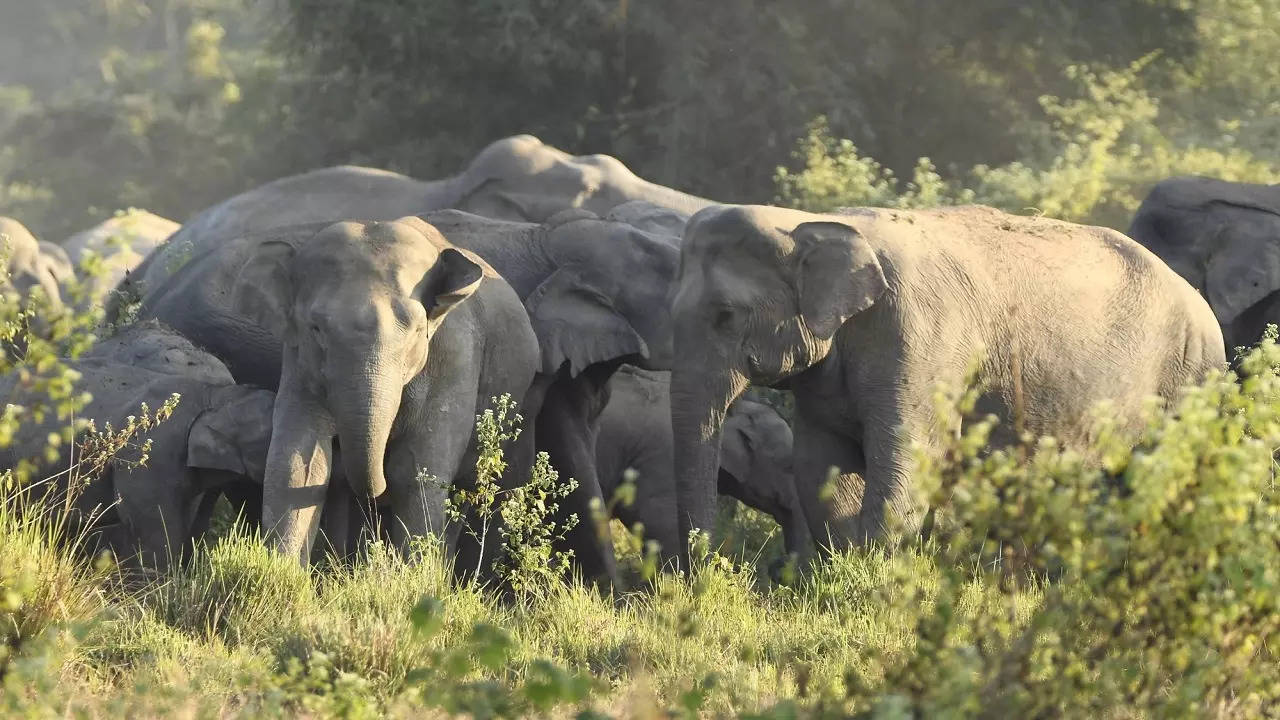 Death of 3 elephants in Odisha: Show-cause notice issued to DRM, ranger