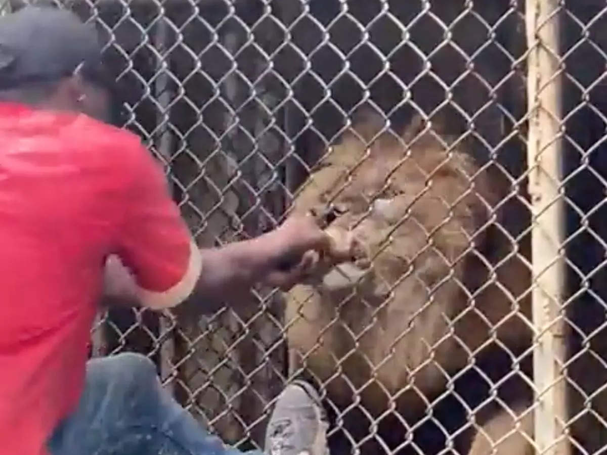 Lion rips off man's finger in Jamaica zoo