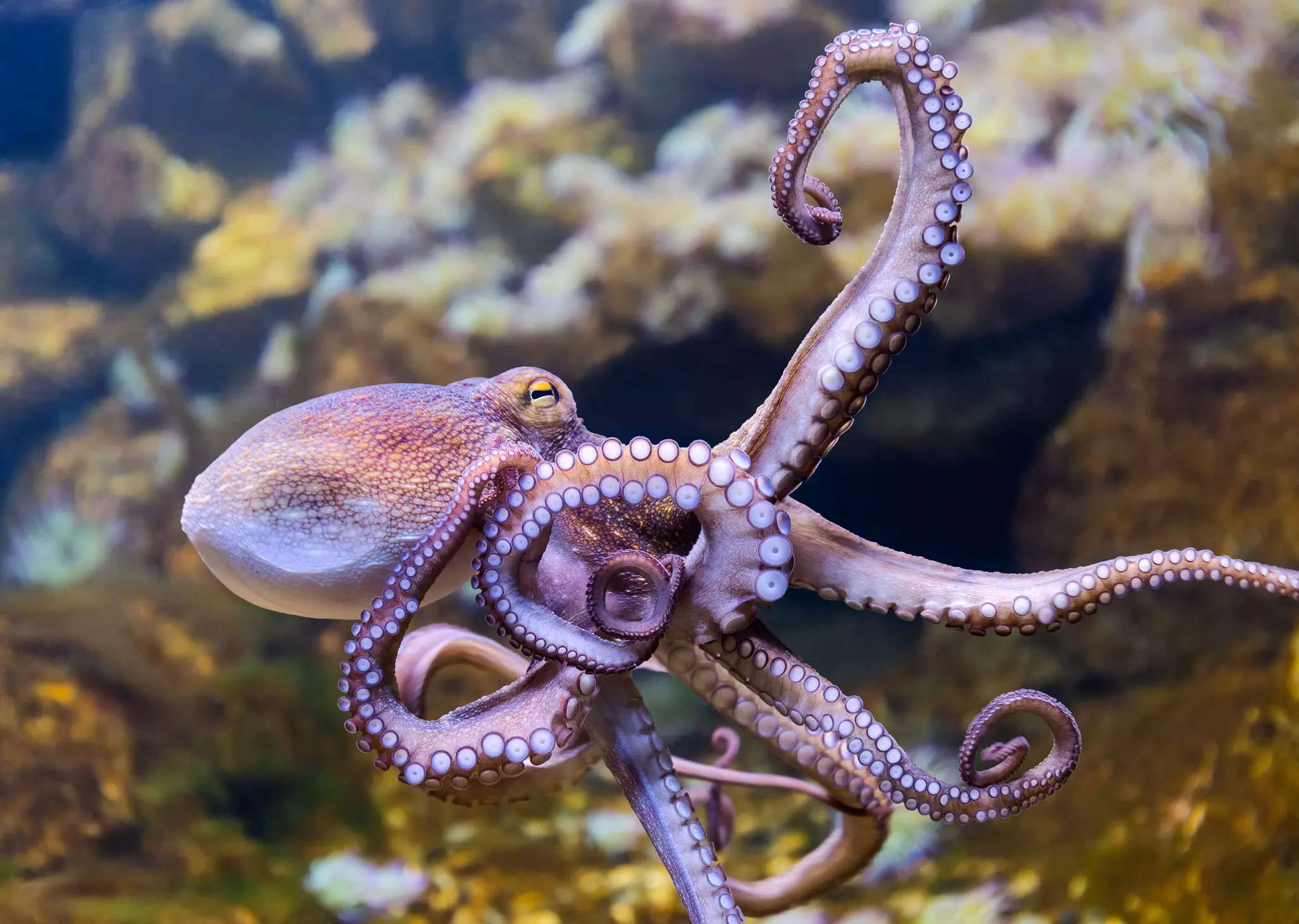 Why octopuses torture and eat themselves after mating