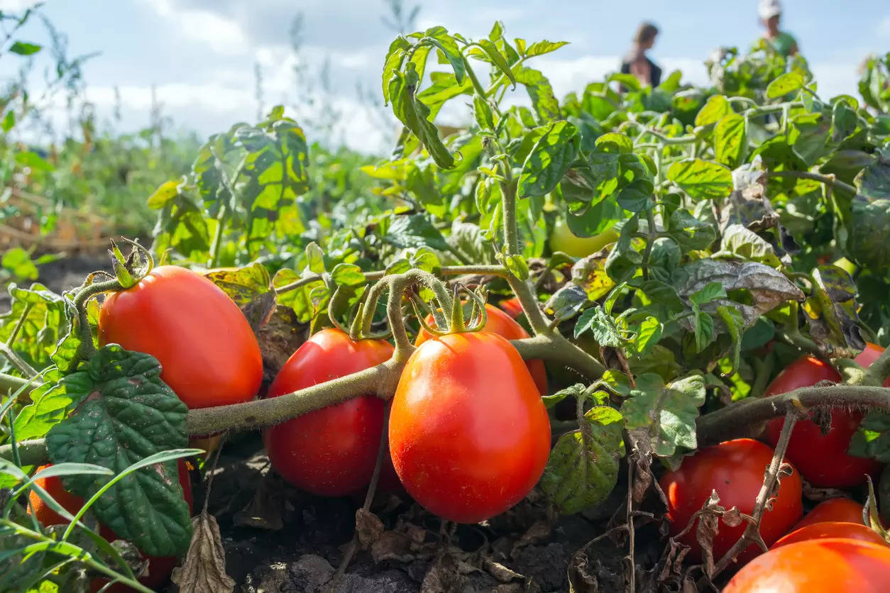Scientists have developed gene-edited tomatoes that could be a simple and sustainable innovation to address the global health problem.