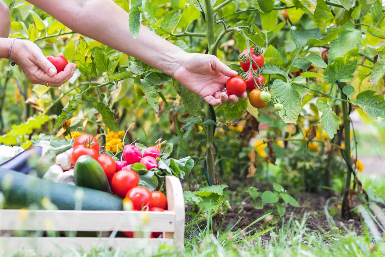 Harvesting health sustainably - 5 vegetables that you can grow in the comfort of your home