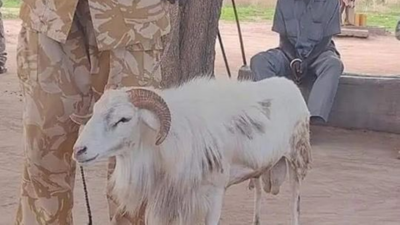 Cabras sentenciadas a 3 años de prisión por matar a una mujer en África