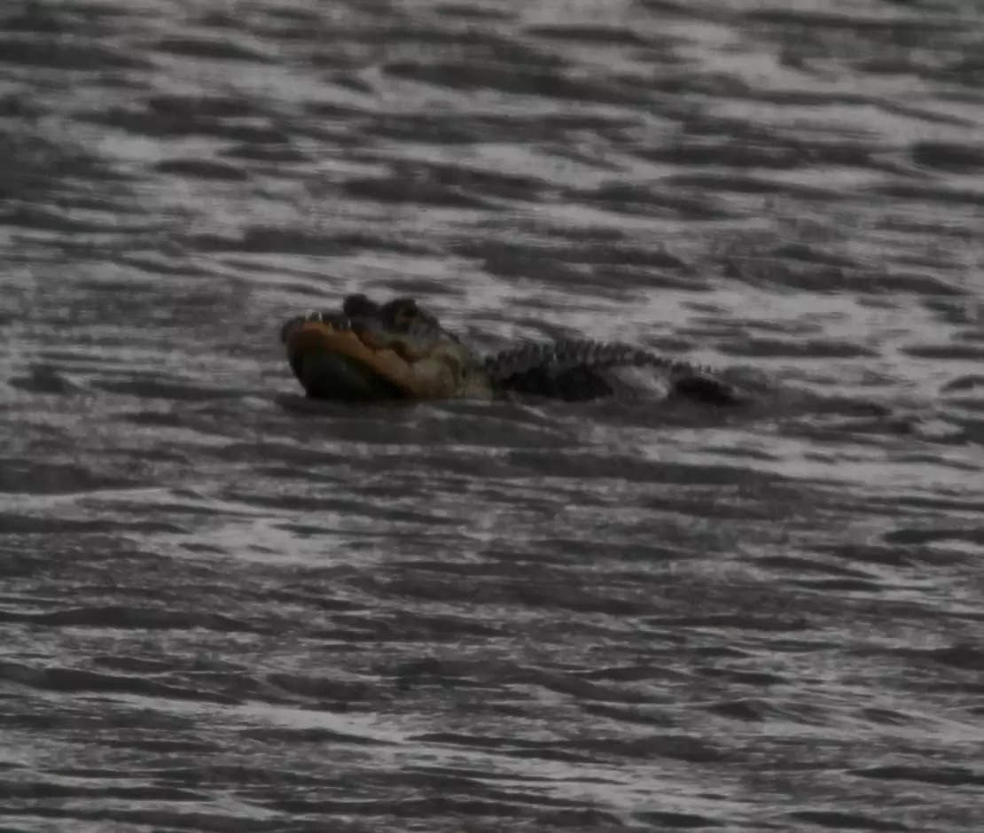 Bizarre-looking alligator missing top half of its snout