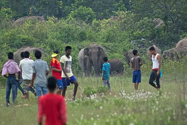 Tamil Nadu elephant tramples woman to death 2nd incident in two days Forest Department issues advisory