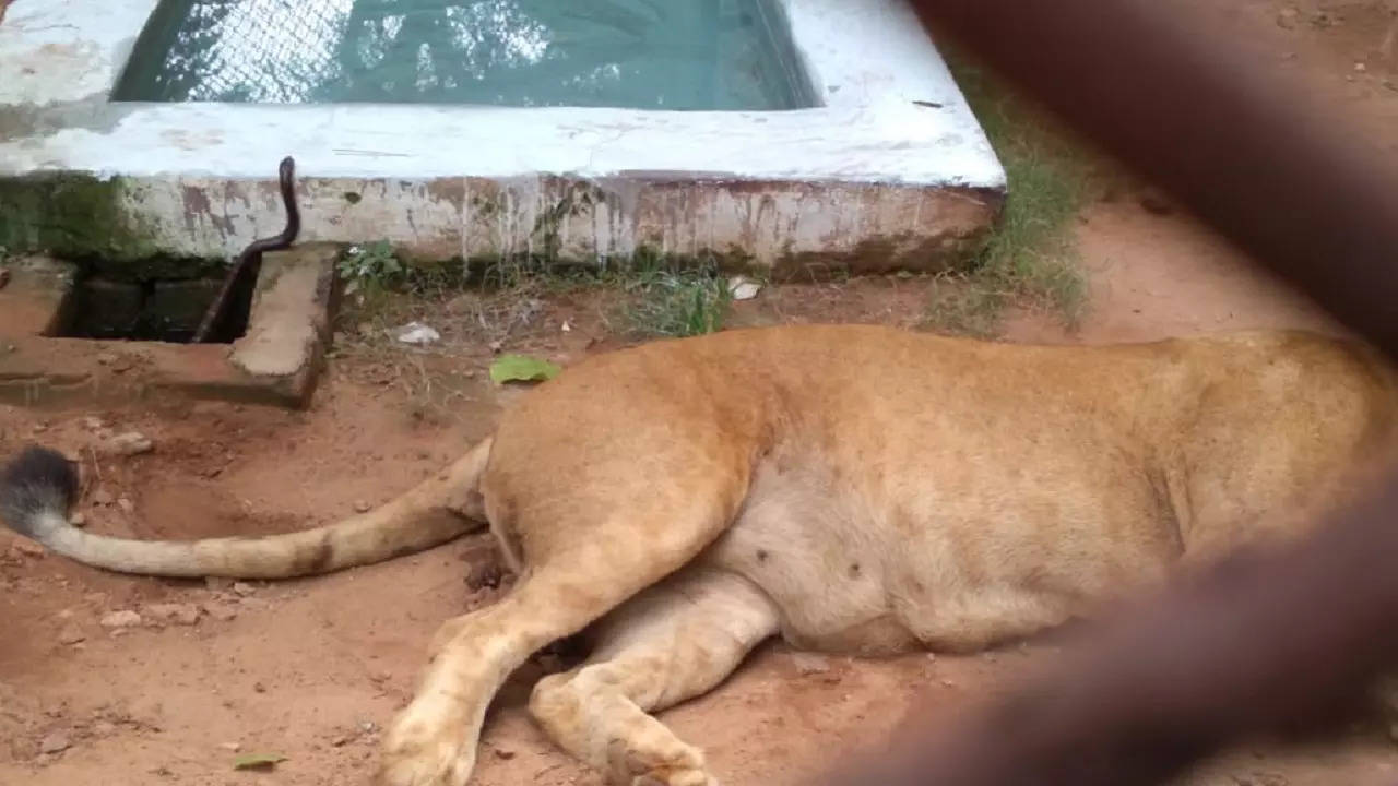 African lioness dies of snakebite in Odisha's Nandankanan Zoo, animal  welfare body files complaint