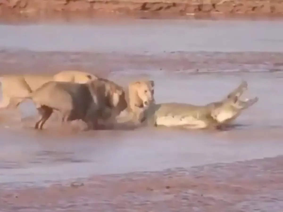 Viral video: Lone crocodile fights it out in fierce battle with three lions