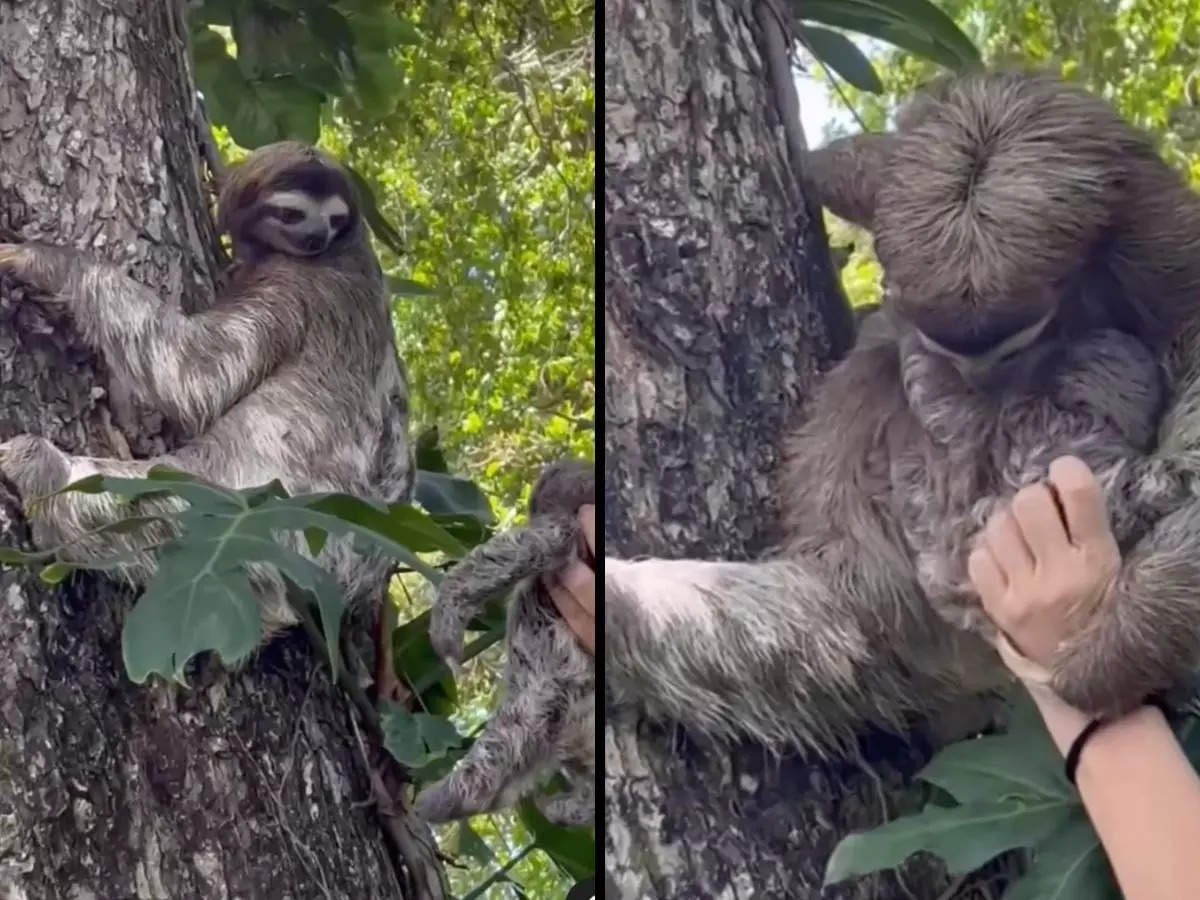 Sloth mother reunites with baby | Image courtesy: Instagram/@jaguarrescuecentrecr