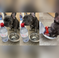 Woman spends Rs 4,000 a month on bottled water because 'spoilt' dog