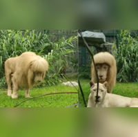 Lion's unique fringe hairstyle goes viral, China zoo officials deny