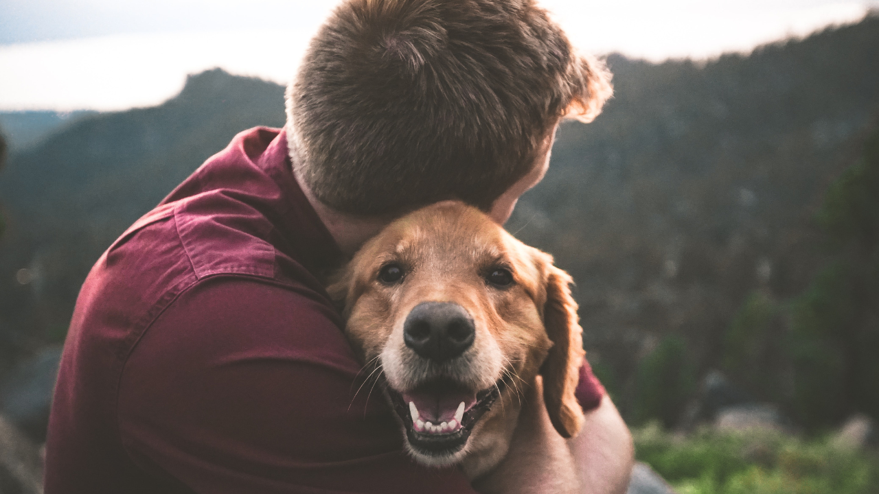 what-do-dogs-think-about-their-owners-canine-brain-scans-reveal