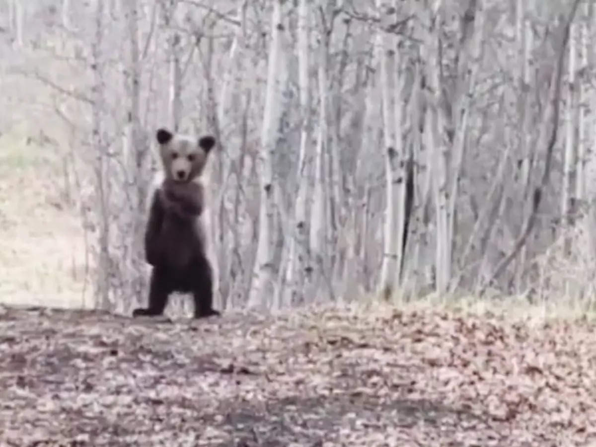 Dance like nobodys watching Baby bear dancing in forest wins the internet - Watch viral video