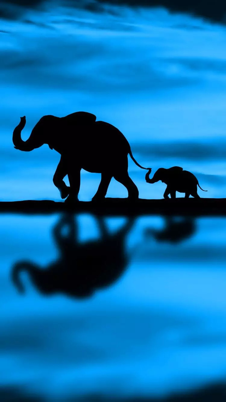 The elephants shadow