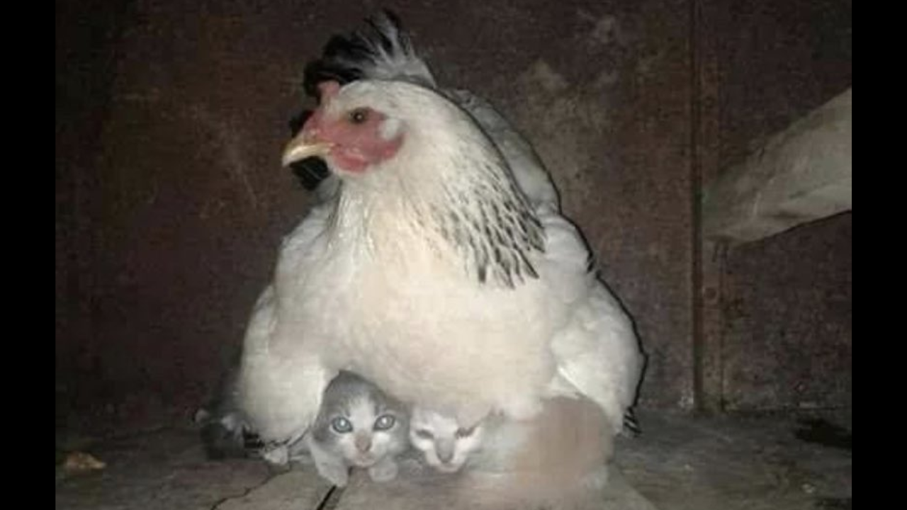 Heartwarming Hen protects kittens during storm - See Viral Picture