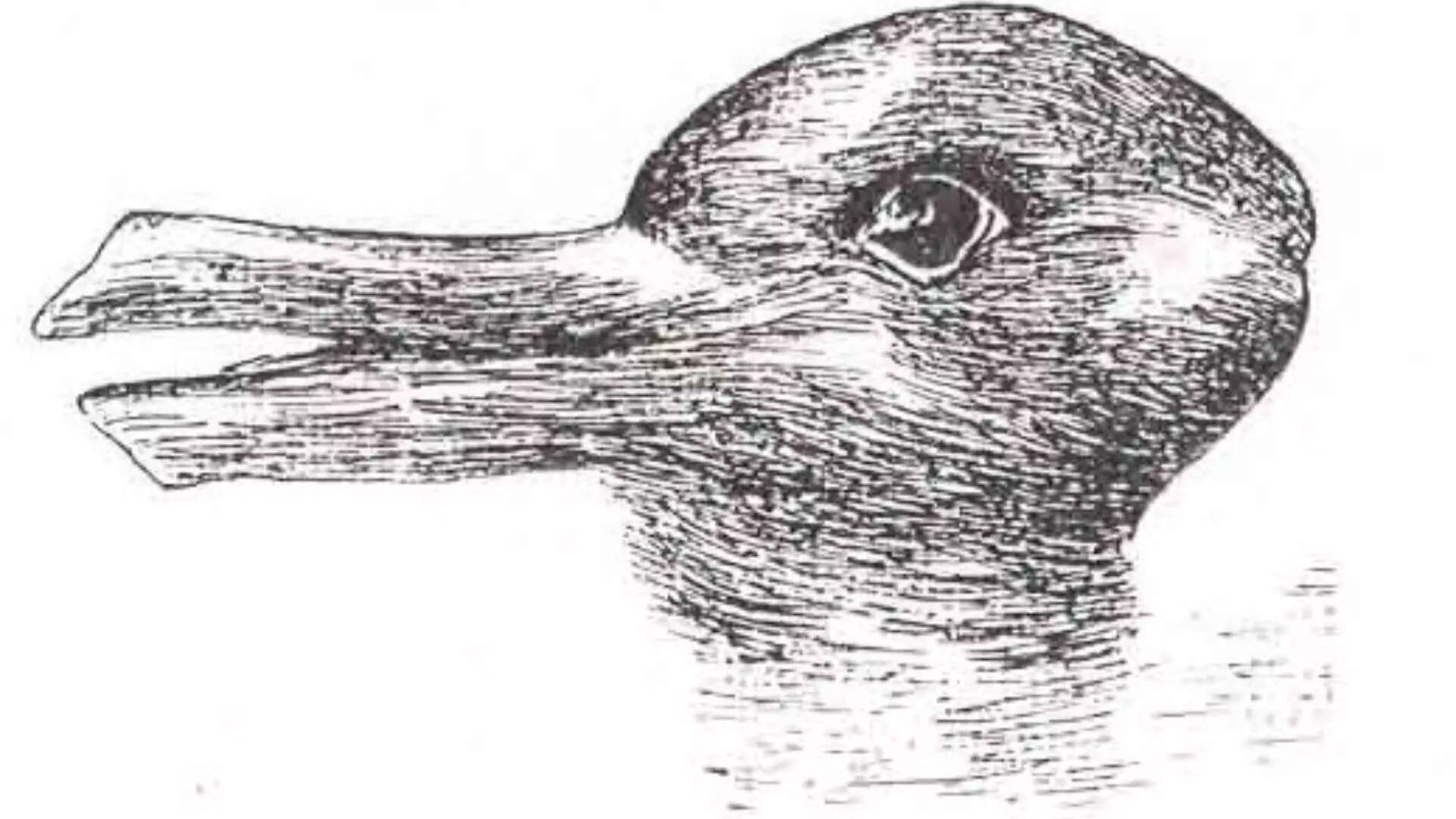 Optical Illusion This 19th Century Duck rabbit Test Reveals If You re Optical Illusion This 19th Century Duck rabbit Test Reveals If You re