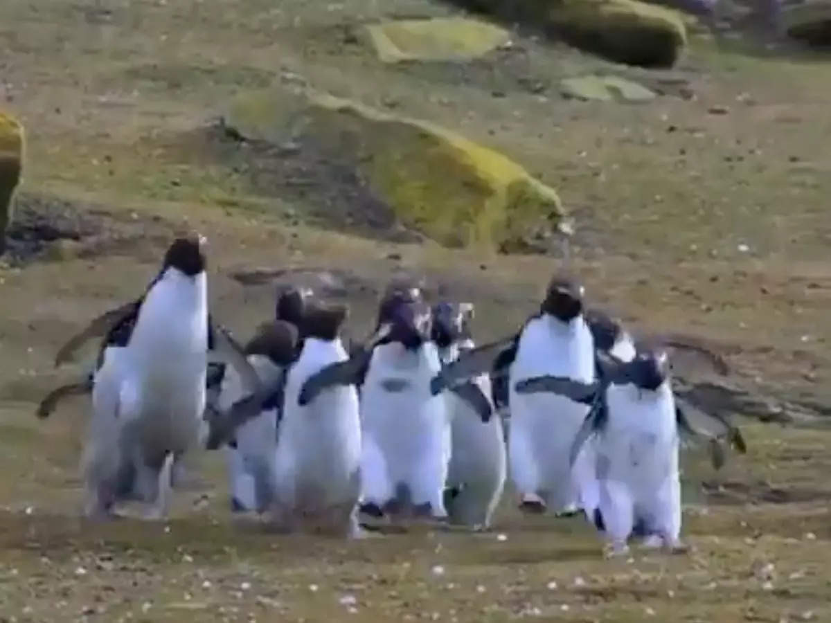 Adélie penguins appear to chase a butterfly