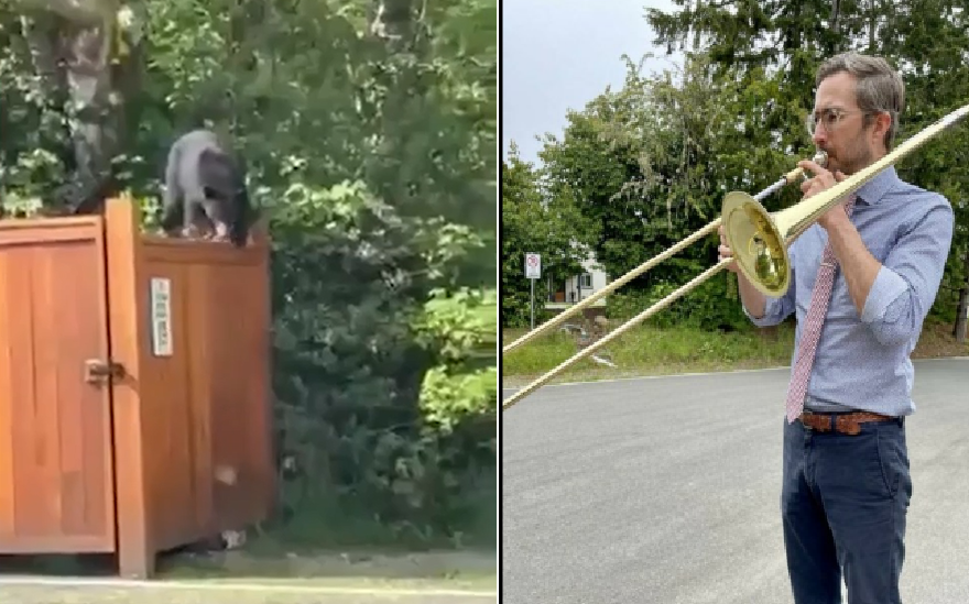 Viral video Music teacher plays instrument to scare bear away from school