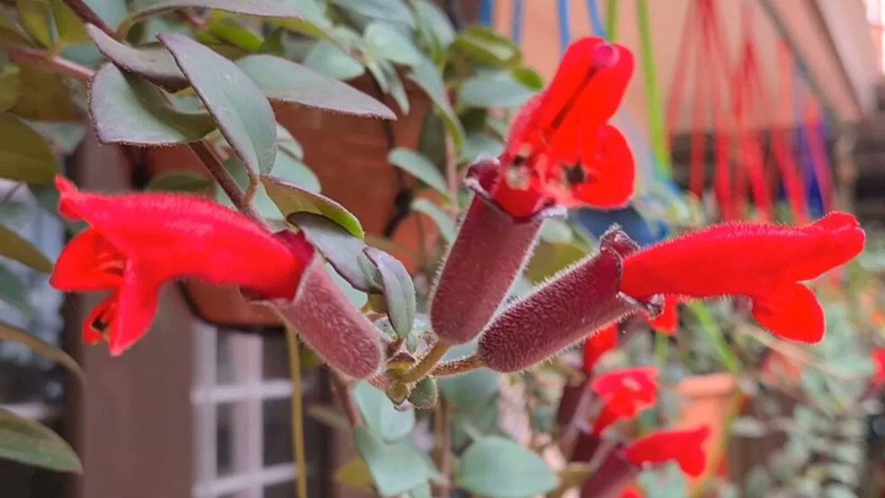Rare 'lipstick' plant rediscovered in Arunachal Pradesh after 100 years Viral News, Times Now