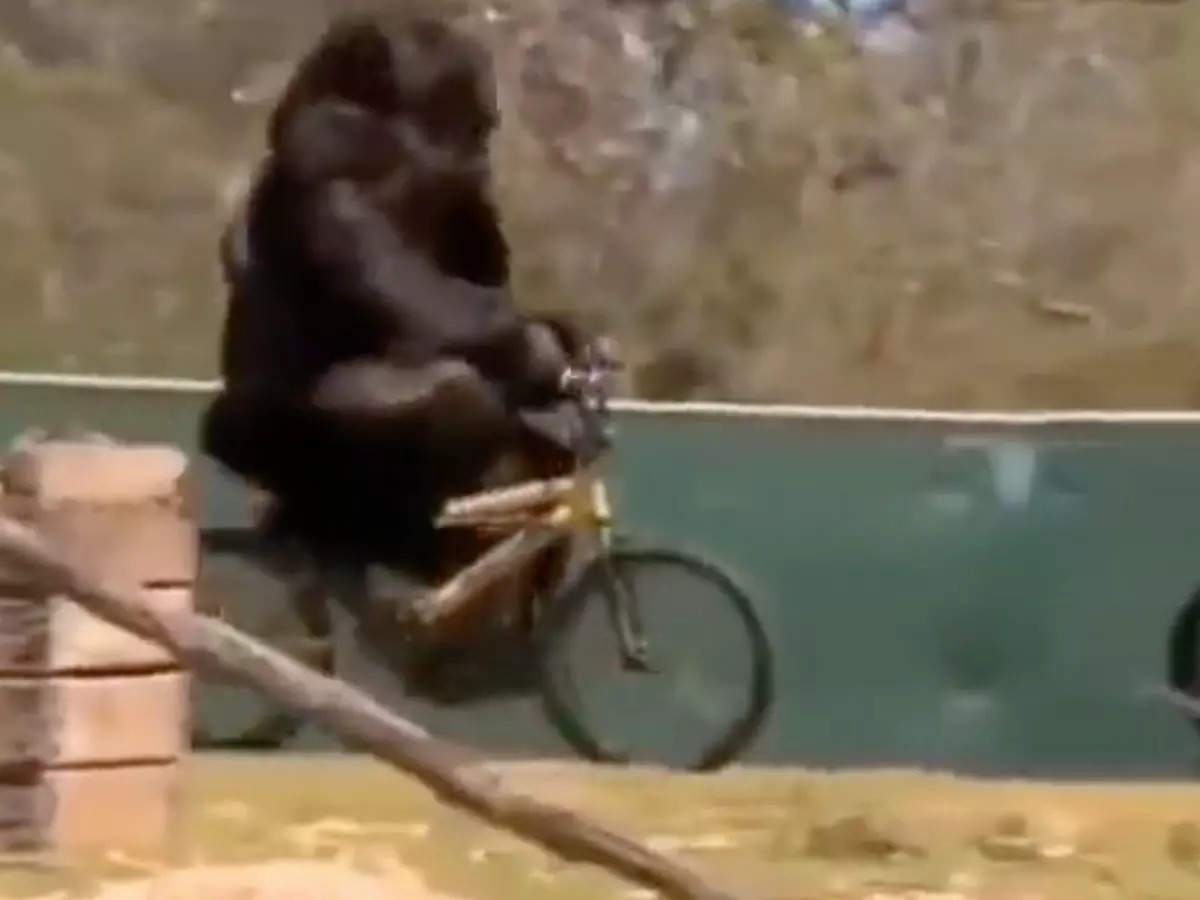 Gorilla rides a bicycle
