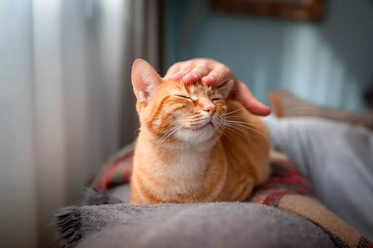 Kedi bakımı Kedinizin sağlığını sağlamak için 101 ipucu 