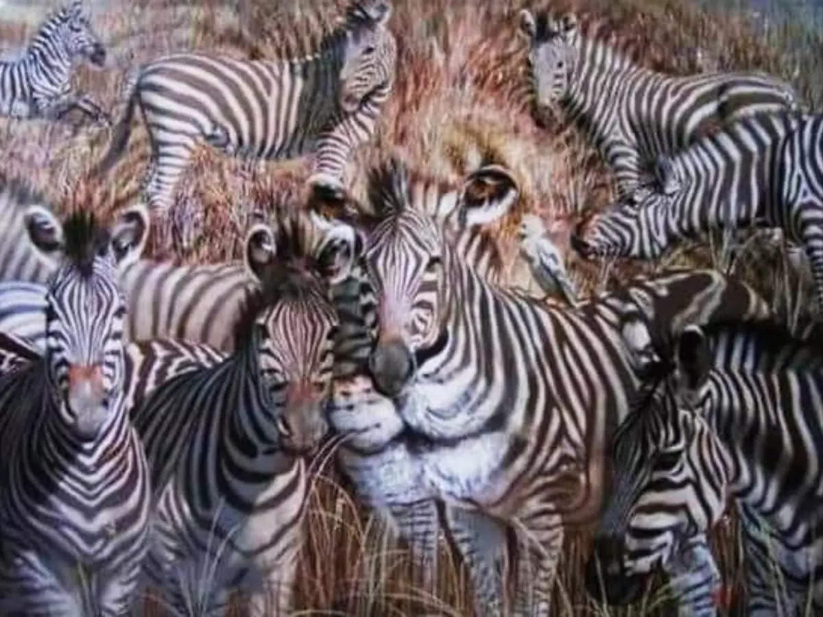 Lion and zebra optical illusion  Picture courtesy The Minds JournalTwitter