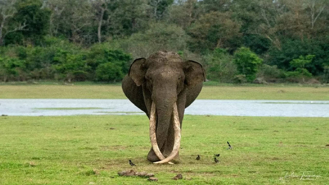 70-year-old elephant Bhogeshwara with longest tusks in Asia dies wildlife lovers mourn death