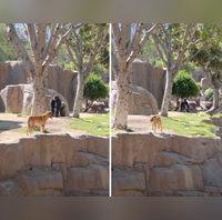 Stray dog gets chased by silverback after wandering into gorilla