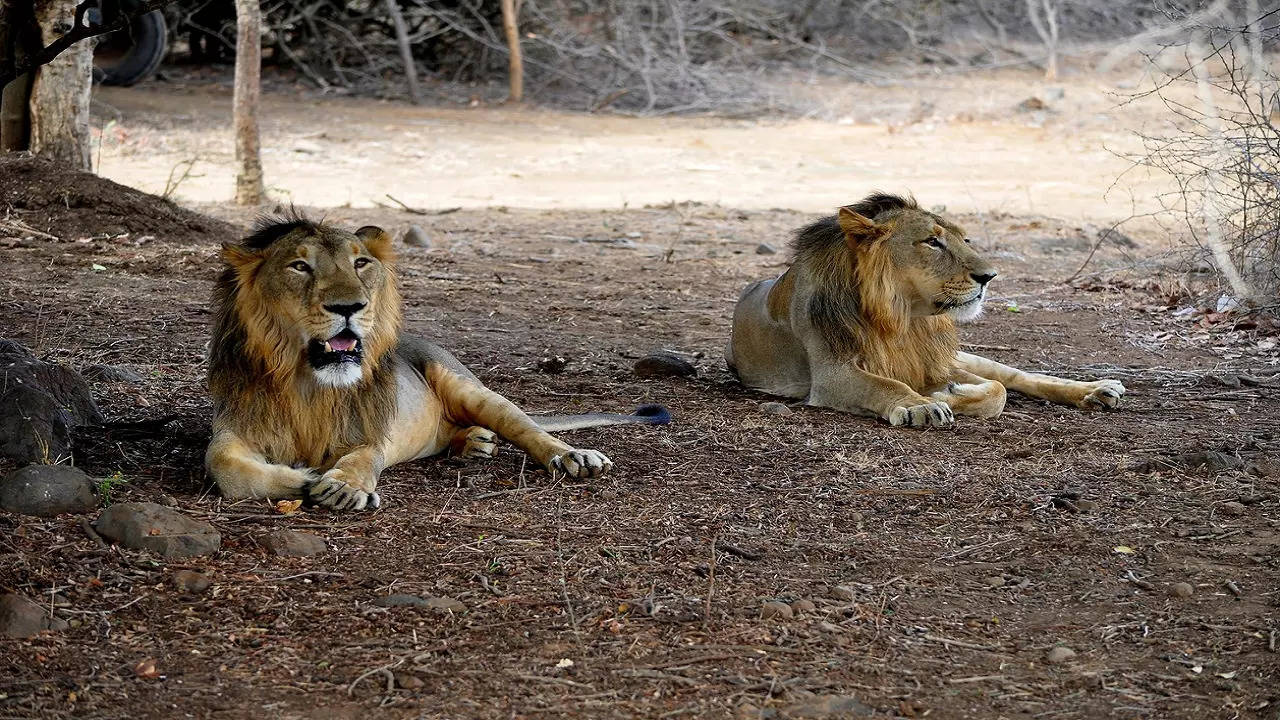Gujarat: Gir Sanctuary shuts for 4 months due to monsoon & protected area  management initiative by forest dept