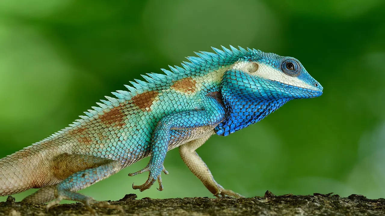 Chennai An endangered species from South America Blue Iguanas are the latest attraction in the citys snake park