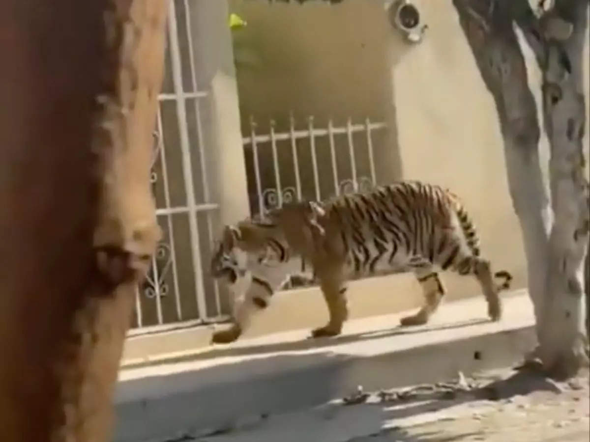 Bengal Tigger wanders loose on the streets of Mexico