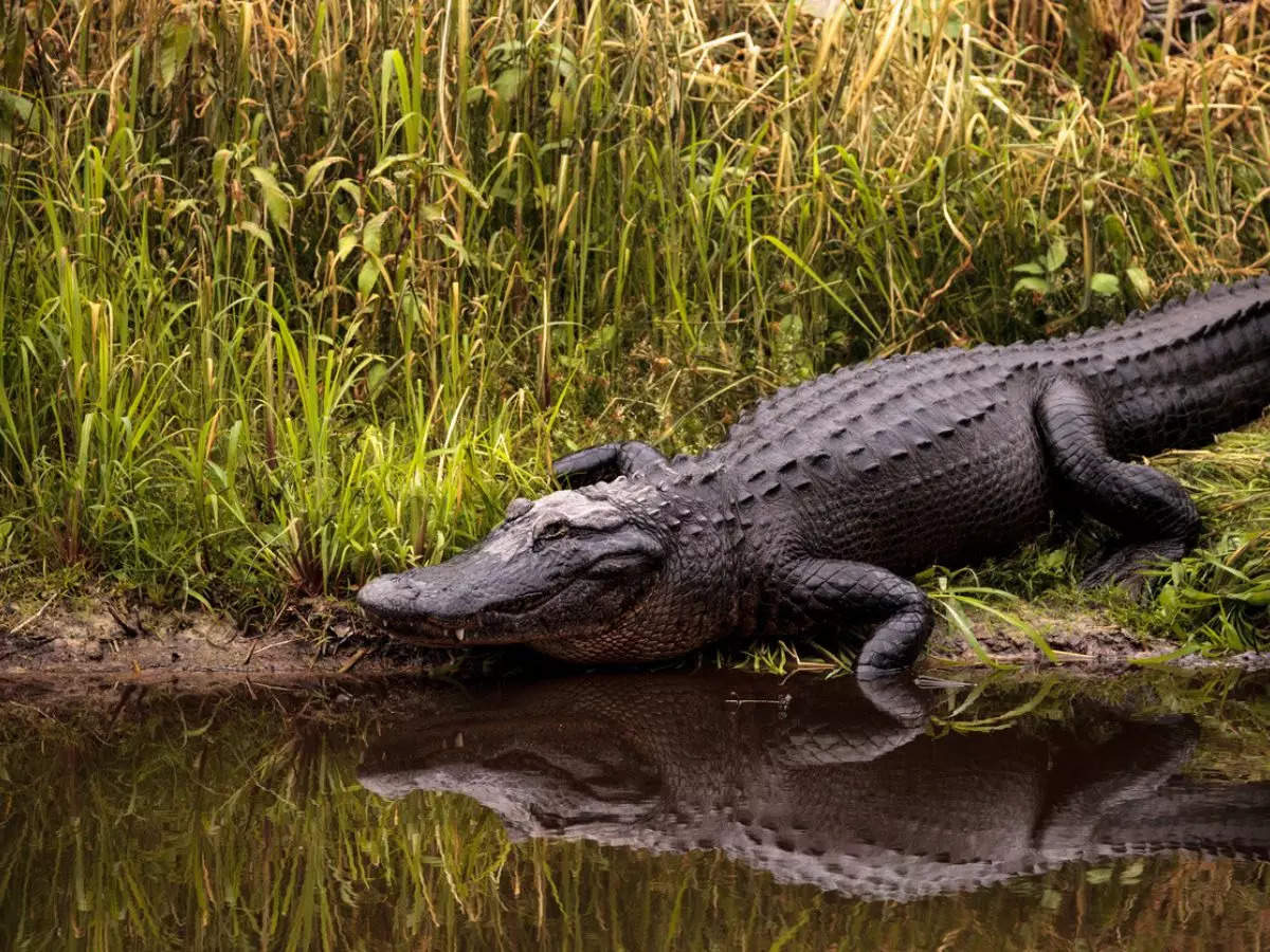 ​The 9-feet-long alligator leapt out of a waterway and carried the dog back into the water to eat it | Representative image​