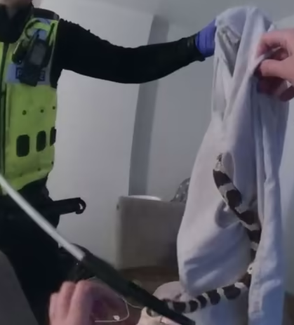 Cops bag 5-foot-long snake from household’s front room; rescue photographs shared on-line