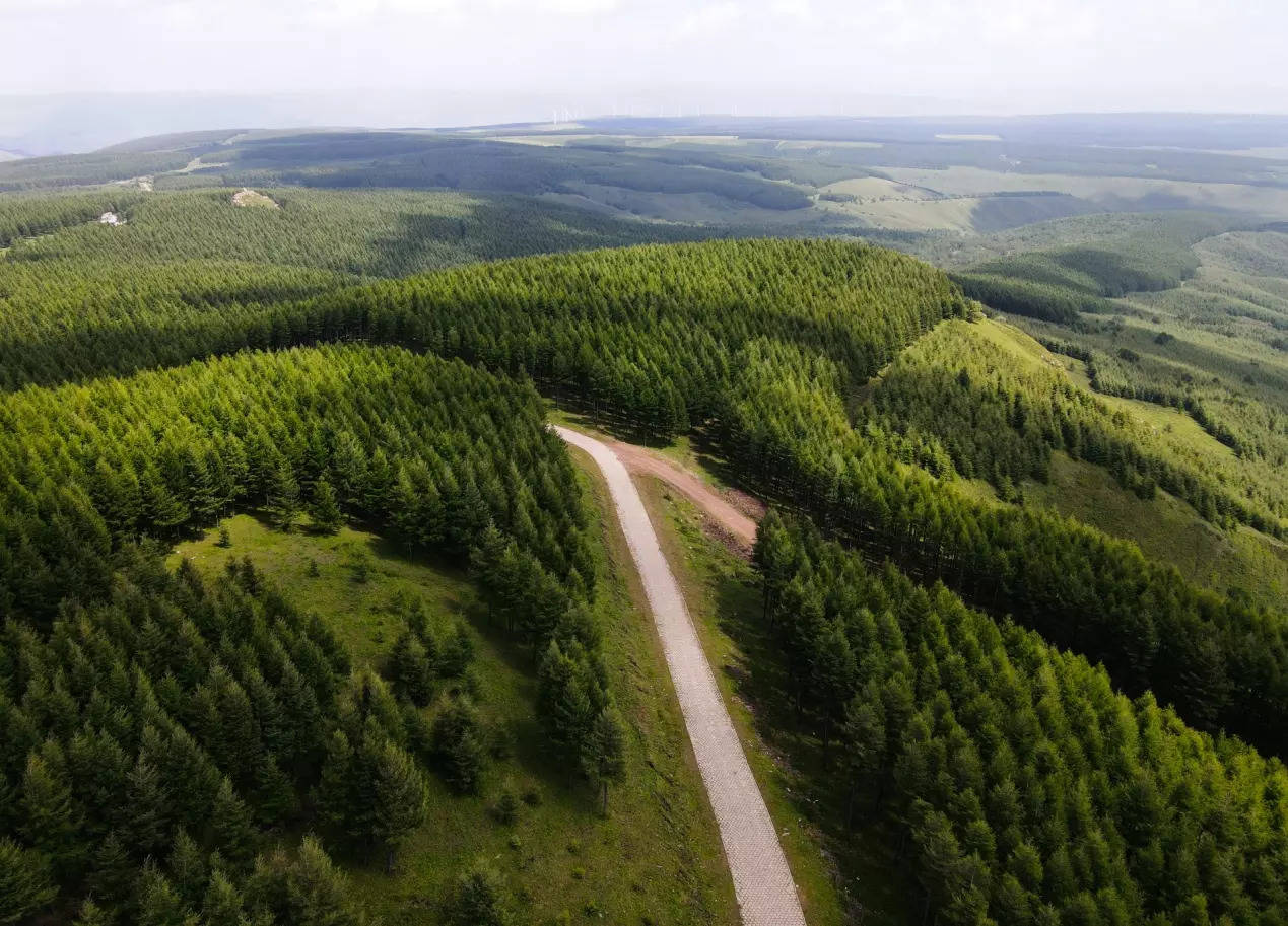 Aerial photo taken on Aug 22 2021 shows the scenery of Saihanba forest farm in north Chinas Hebei Province XinhuaJin Haoyuan