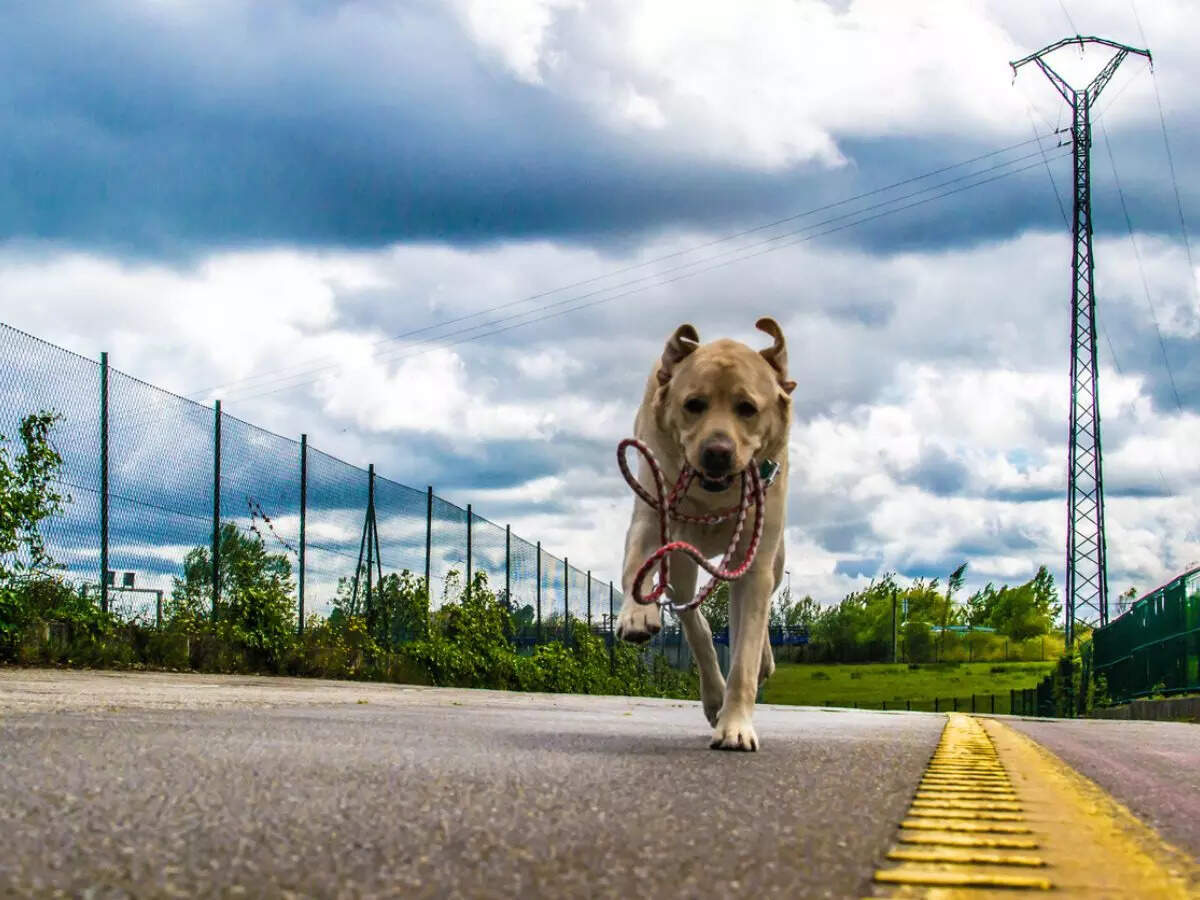 Why Does My Dog Run Back Home