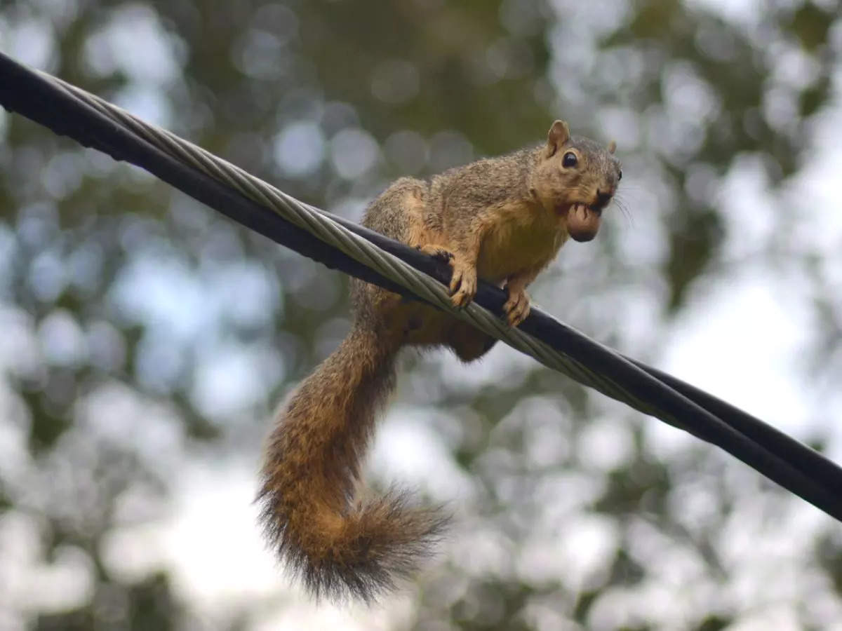 Squirrel blamed for massive power outage that left over 3000 without electricity in US