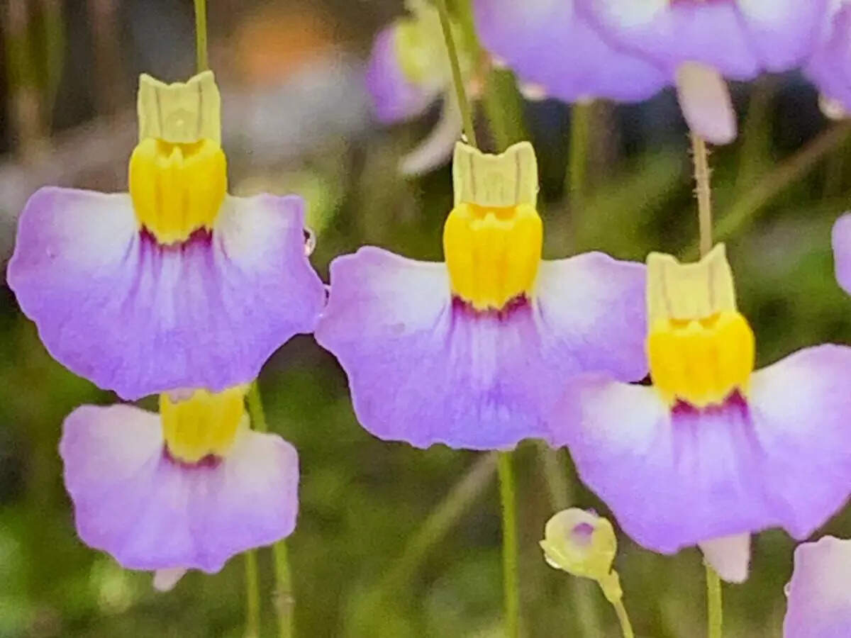 Extremely rare carnivorous plant species that traps insects discovered for the first time in Uttarakhand