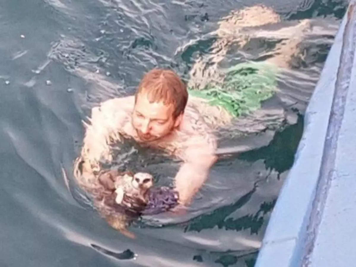 British ship captain jumps overboard wearing boxers to rescue meerkat named Boris