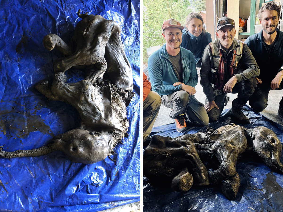 Mummified baby woolly mammoth, almost perfectly preserved, with skin and hair said to be 30,000 years old