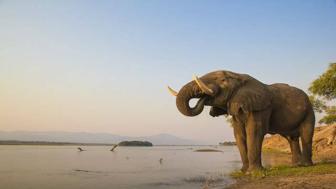 A wild elephant by the lake 