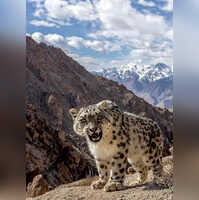 Captured In Ladakh This Stunning Photograph Of A Snow Leopard Has Netizens In Awe